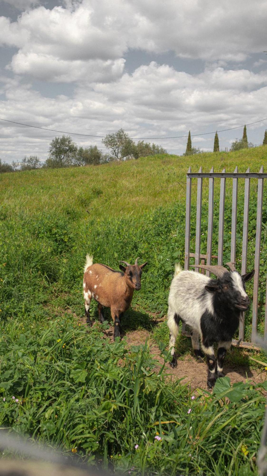 Herdade Do Charito Elvas Luaran gambar
